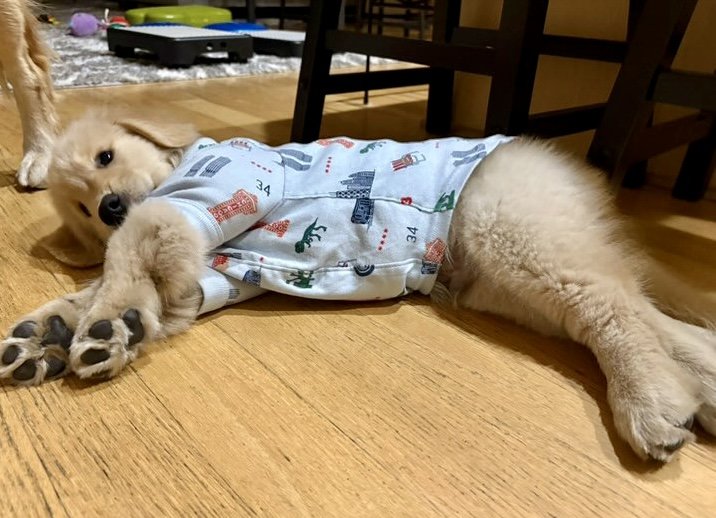 iconic chicago pet pajama