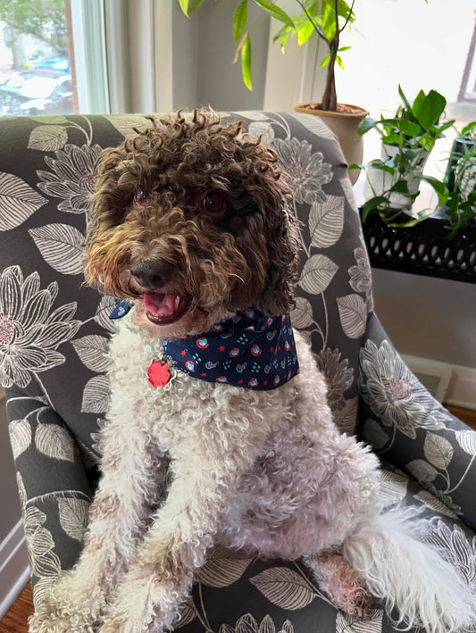 pet bandana