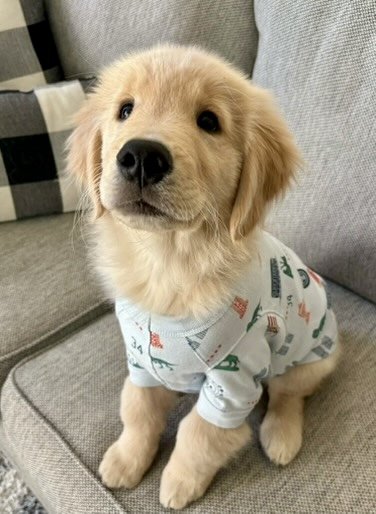 iconic chicago pet pajama
