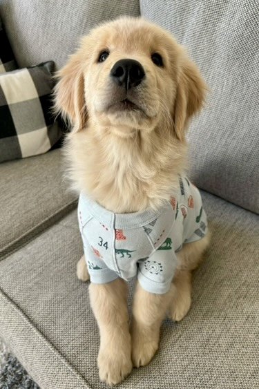 iconic chicago pet pajama